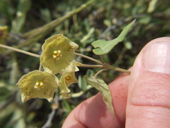 Philibertia solanoides