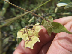 Philibertia solanoides