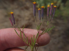 Tagetes multiflora