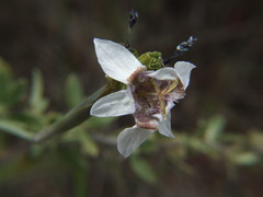 Tigridia arequipensis