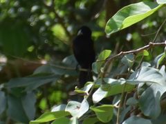 Euplectes albonotatus