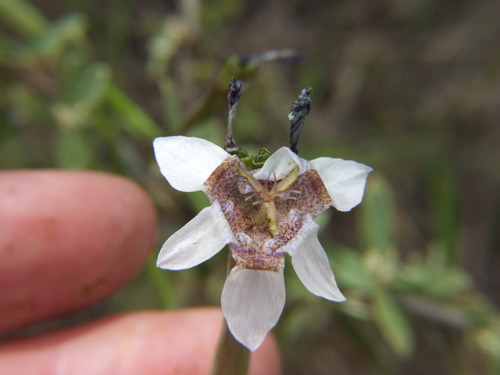 Image of Tigridia Arequipensis (Tigridia arequipensis) by (c) cstobie, some rights reserved (CC BY)