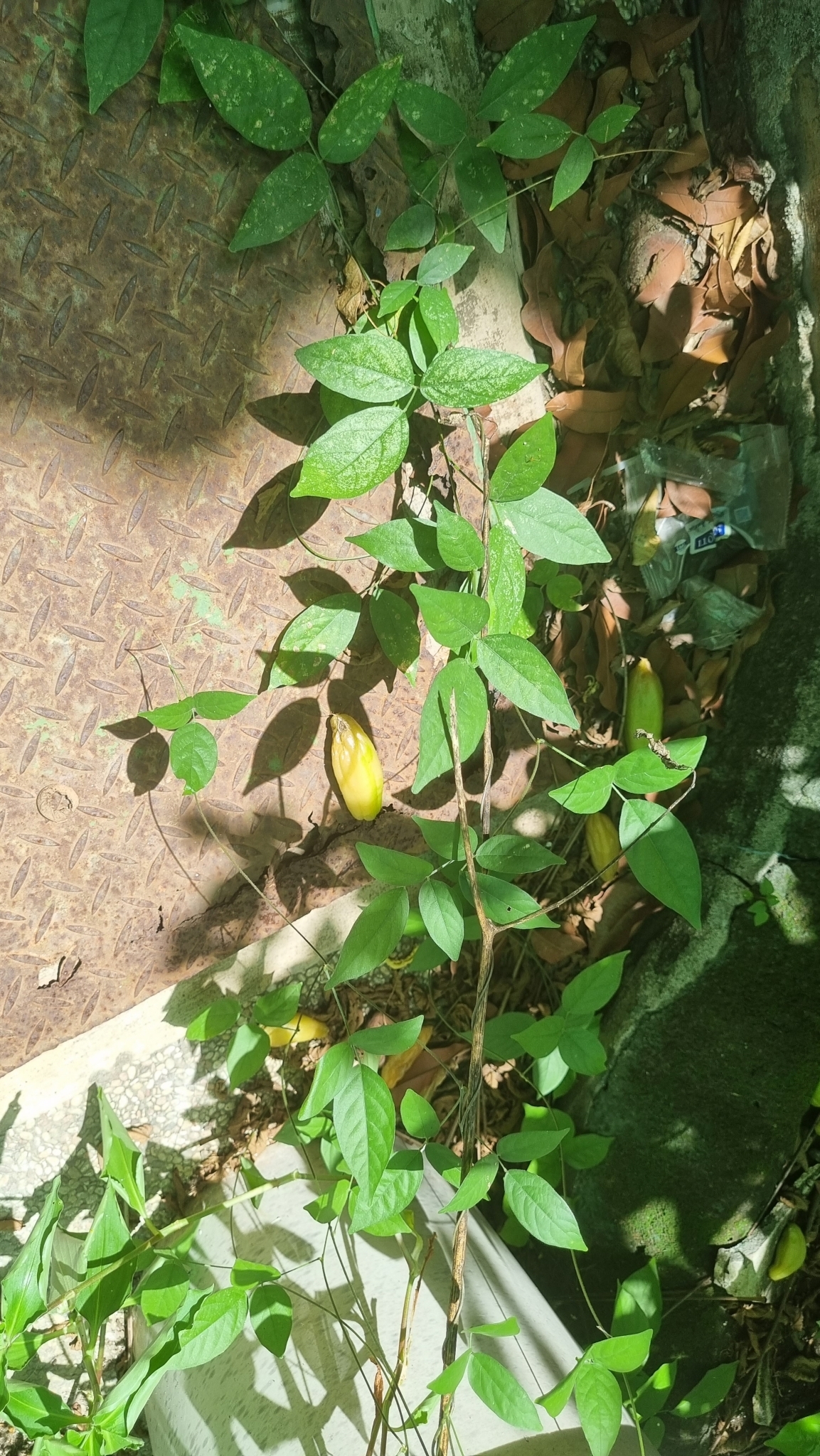 Imagem de Carambola