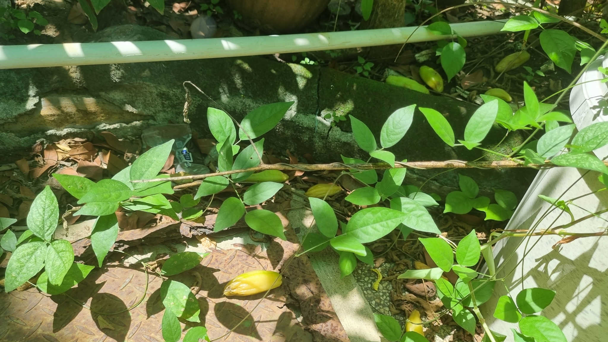 Imagem de Carambola