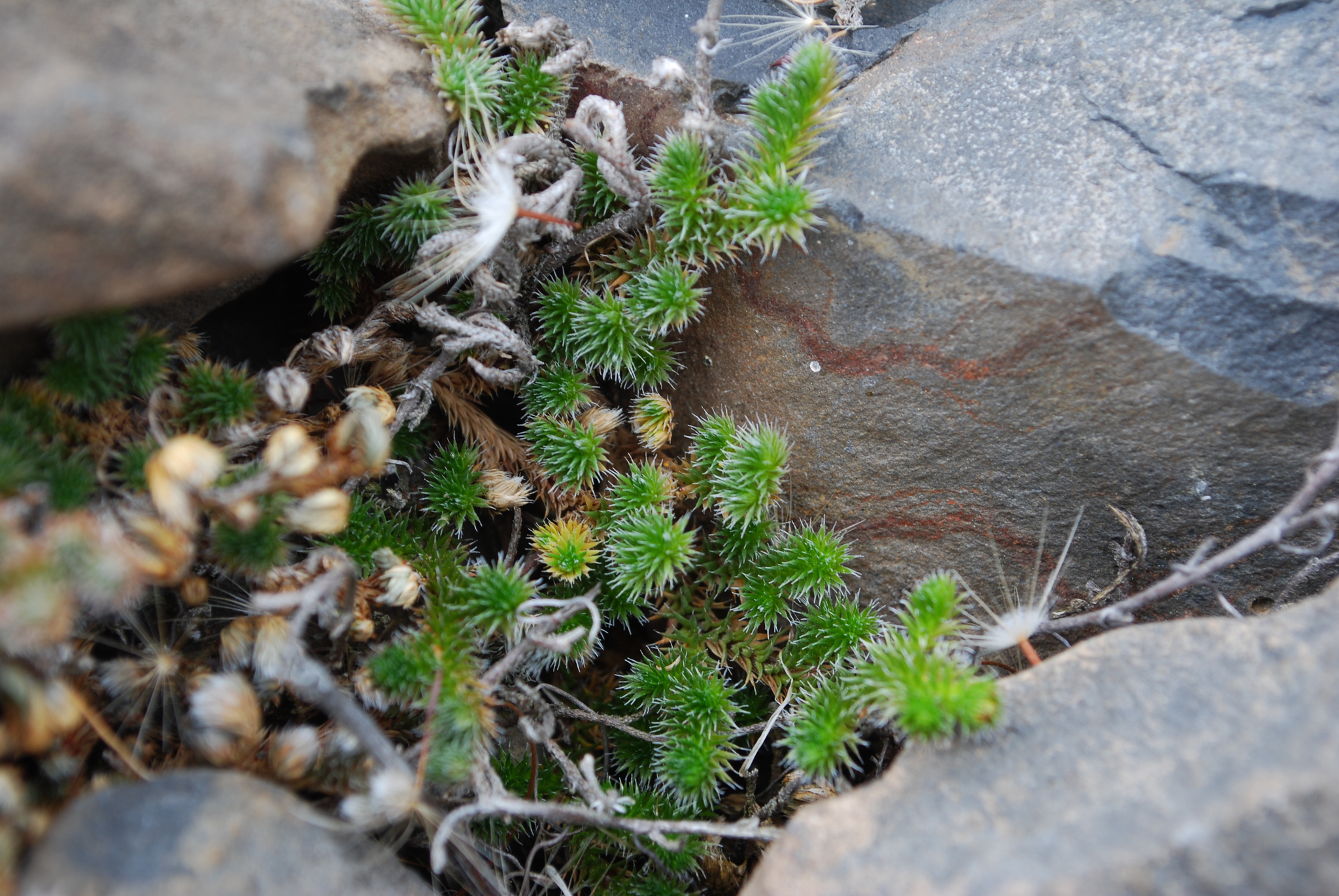 Selaginella hansenii