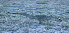 Varanus albigularis