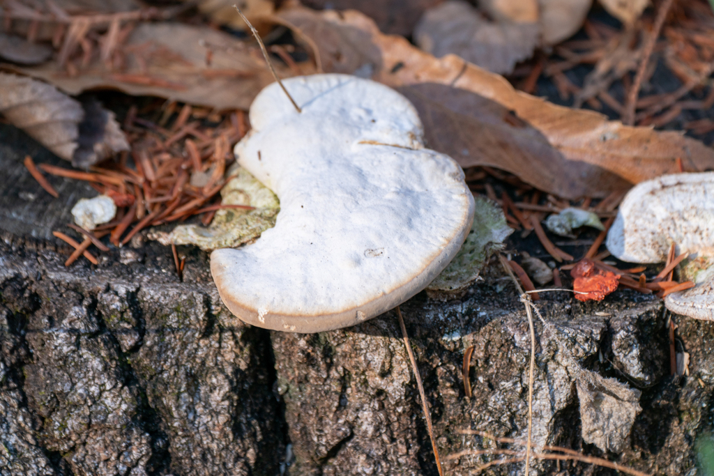 Trametes orientalis · January 2024 · photo: © tbc_watanabe (iNaturalist, cc-by)