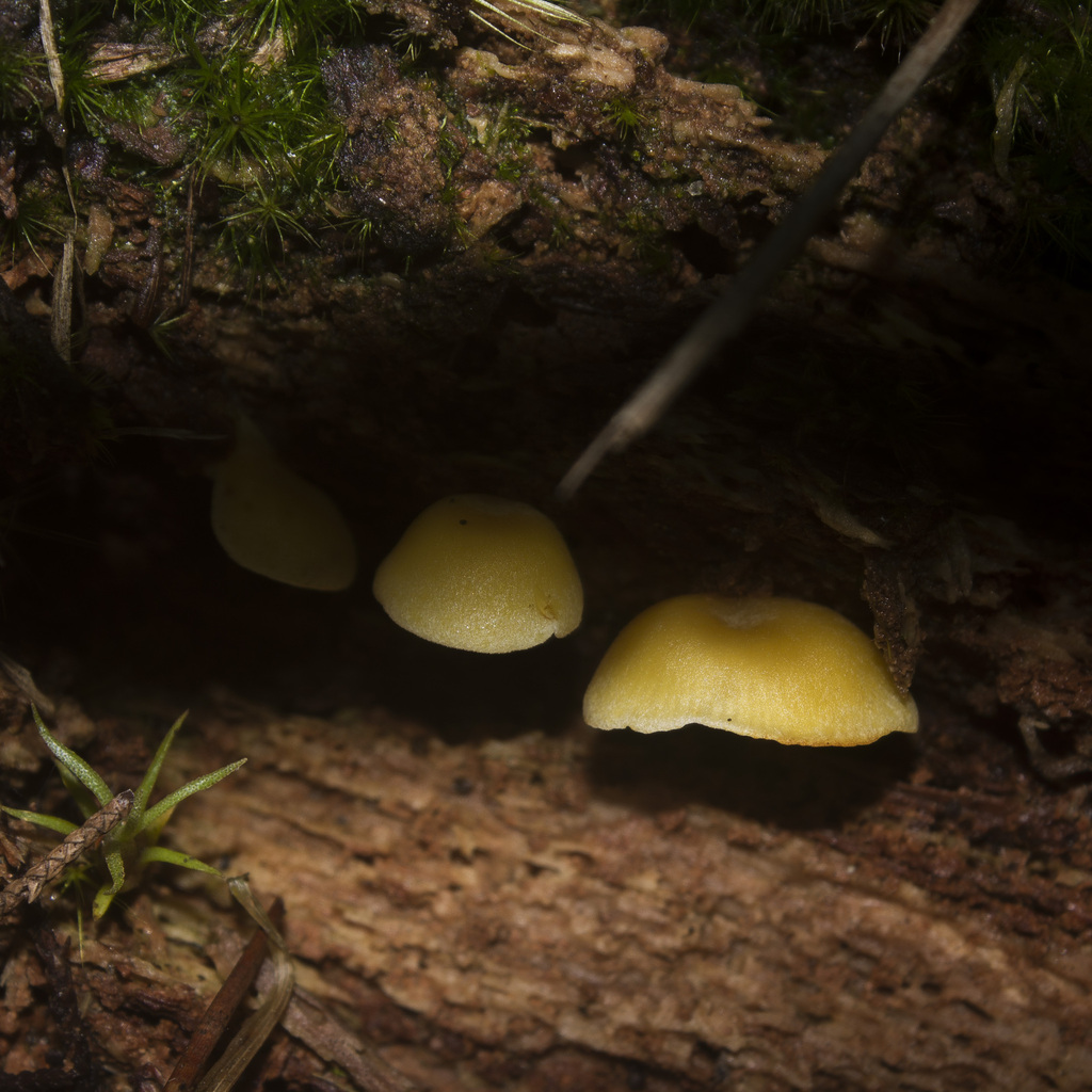 Tricholomopsis aurea · July 2023 · photo: © elkinjmf (iNaturalist, cc-by)