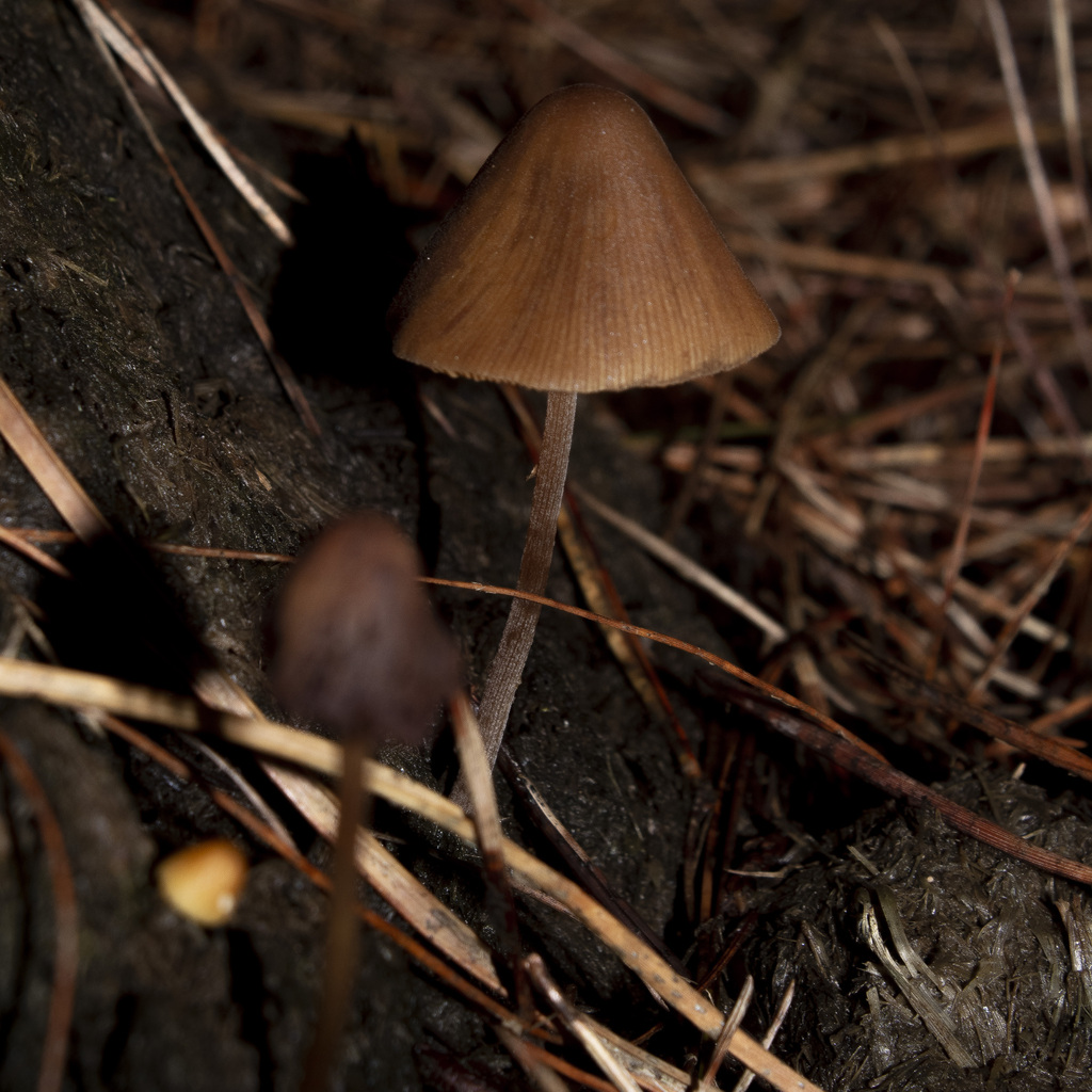 Conocybe tenera