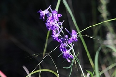 Delphinium scopulorum