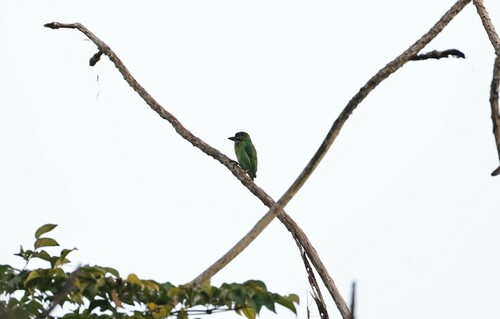 Blue-eared Barbet (Psilopogon cyanotis), photo 10