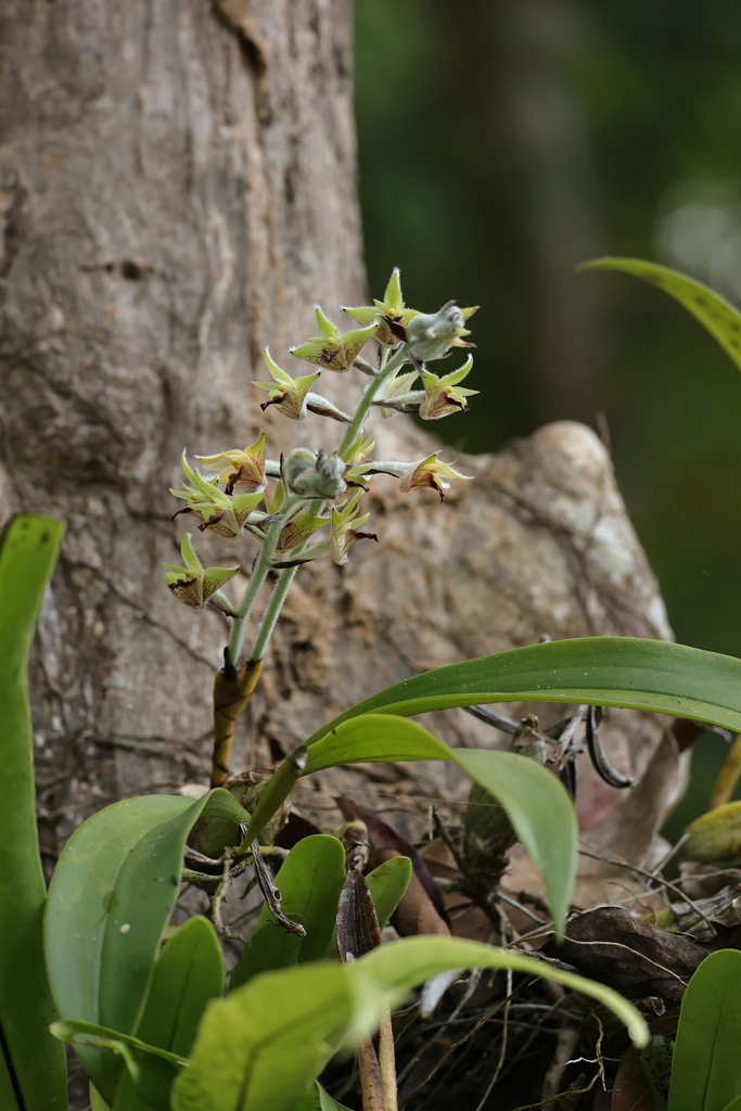 Dendrolirium tomentosum