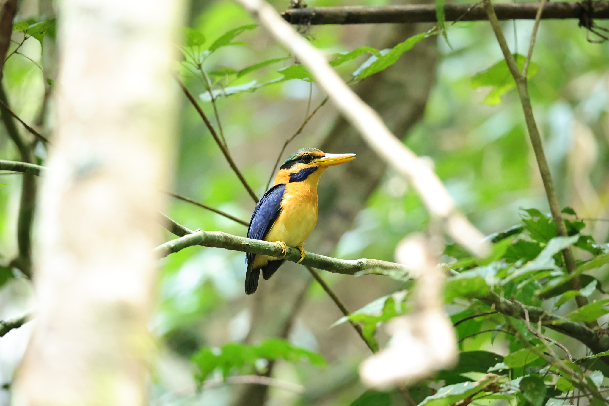 Rufous-collared Kingfisher (Actenoides concretus), photo 5