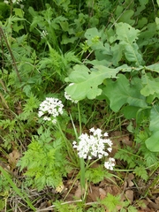 Allium fraseri