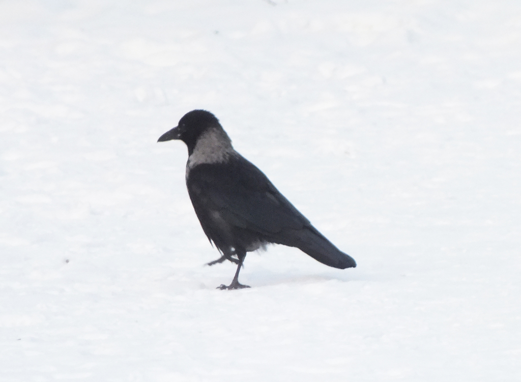 January Crow Hooded × Carrion Crow from Центральный р-н, Новокузнецк, Кемеровская ...