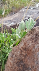Trifolium macrocephalum