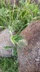 Trifolium macrocephalum