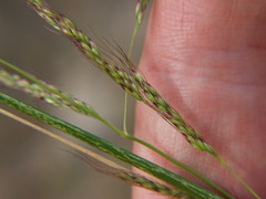 Nassella pubiflora