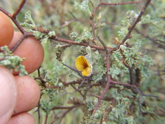 Adesmia spinosissima