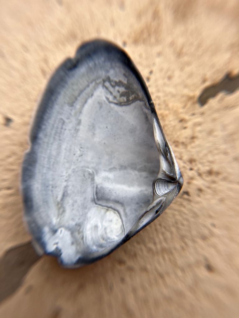 hooked surfclam