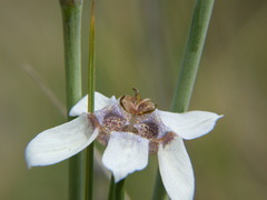Tigridia arequipensis