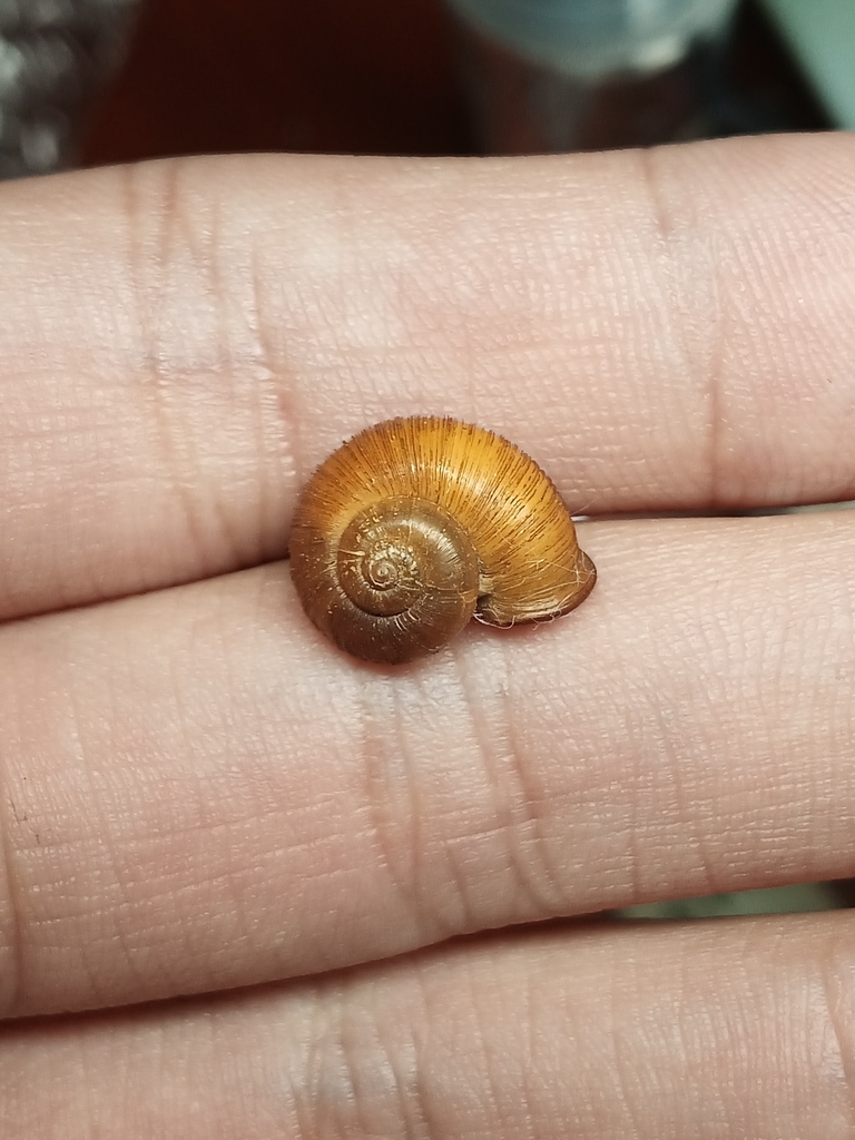 Cyclotus hainanensis