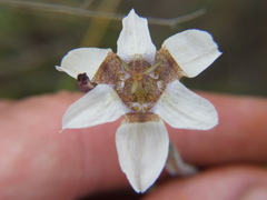 Tigridia arequipensis