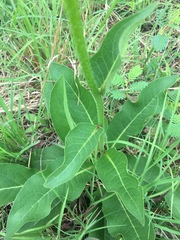 Silphium gracile