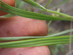 Tigridia arequipensis