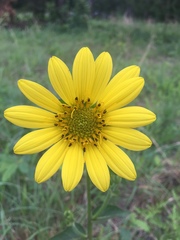 Silphium gracile