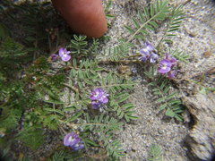 Astragalus micranthellus