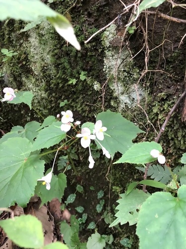 Begônia