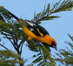 Spot-Breasted Oriole photo 4