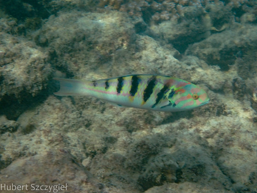 Sixbar Wrasse