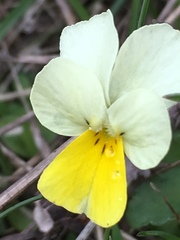 Viola aetolica