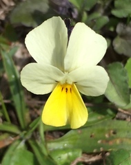 Viola aetolica