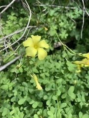 Oxalis pes-caprae