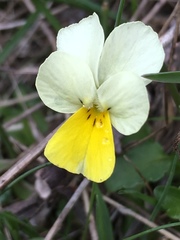 Viola aetolica