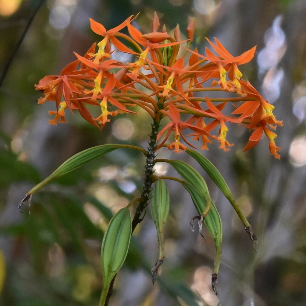 Epidendrum splendens
