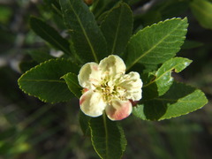 Kageneckia lanceolata