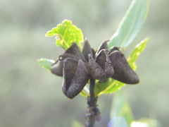 Kageneckia lanceolata