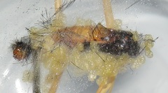 Nyctemera apicalis
