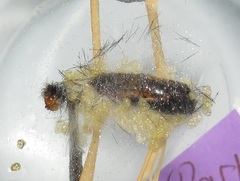 Nyctemera apicalis