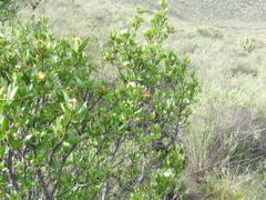 Kageneckia lanceolata