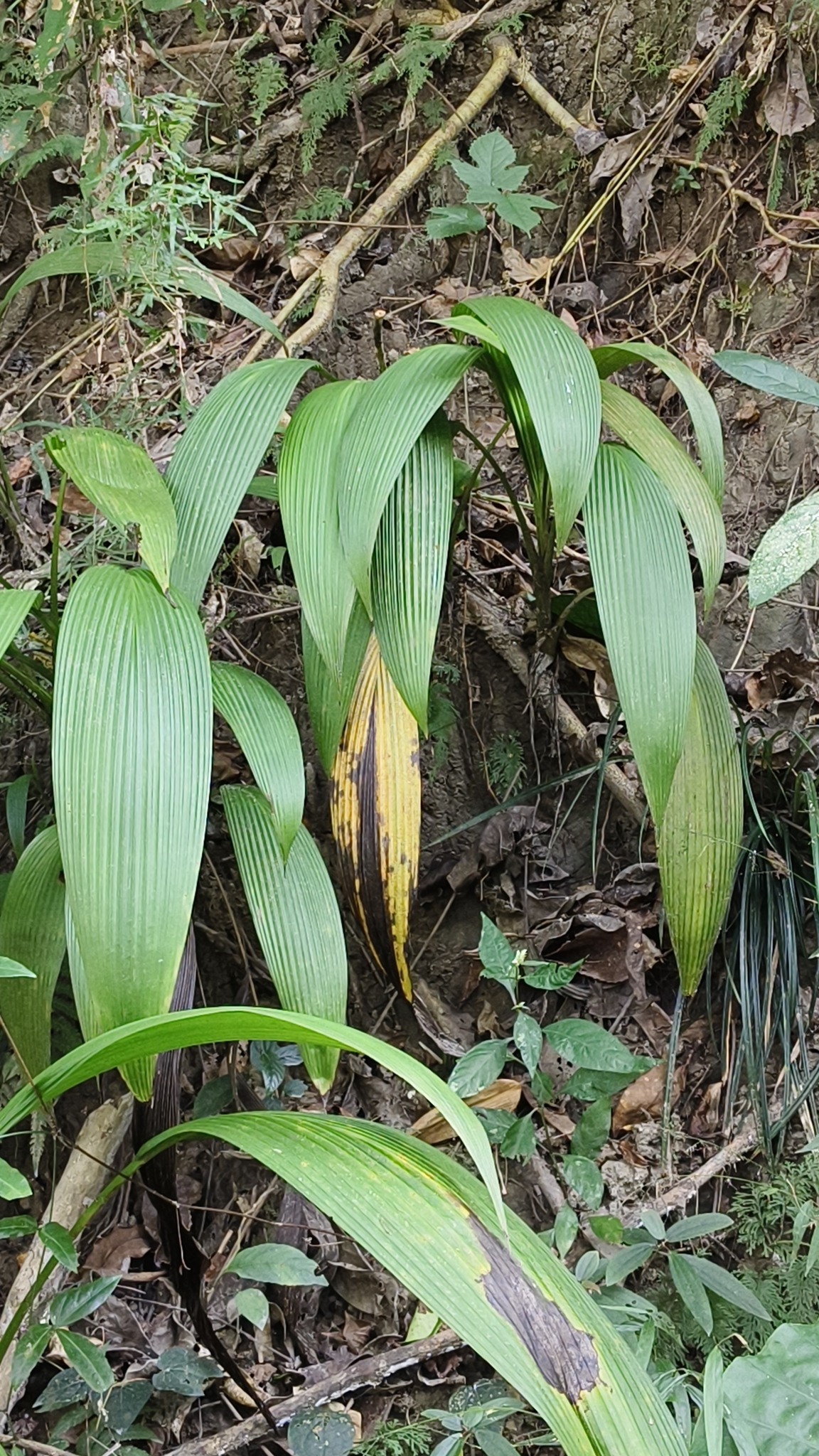 Imagem de Palmeirinha-preta