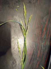 Bromus catharticus catharticus