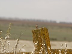 Passer montanus