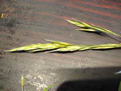 Bromus catharticus catharticus