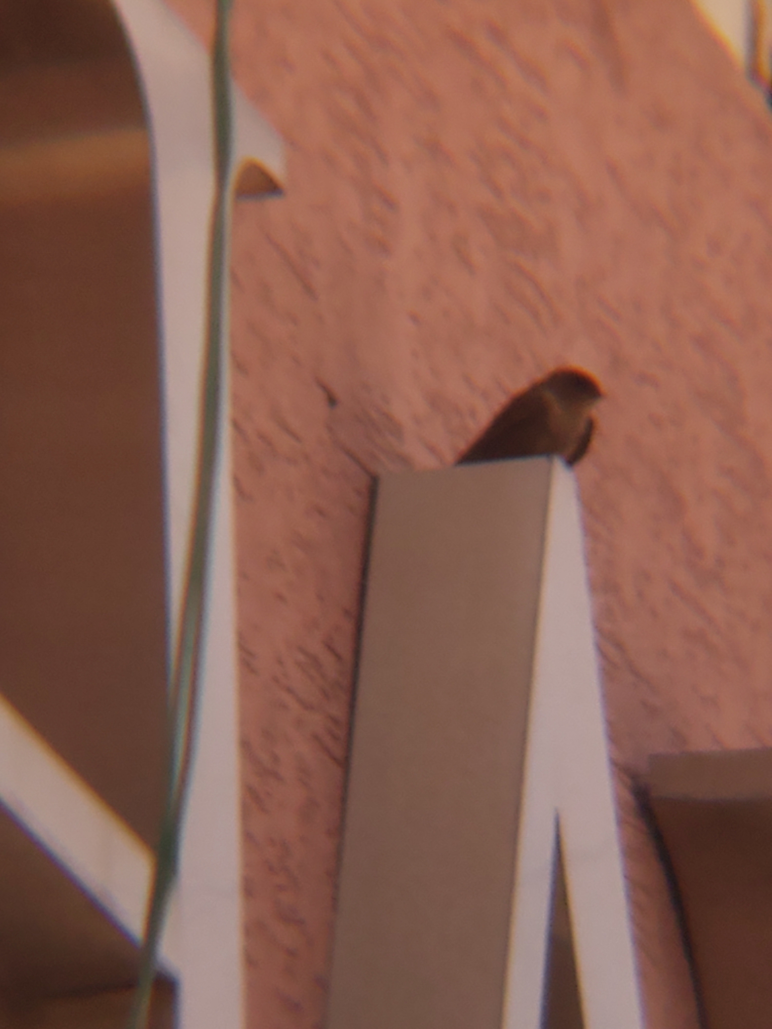 Dusky Crag Martin (Ptyonoprogne concolor)