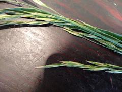 Bromus catharticus catharticus
